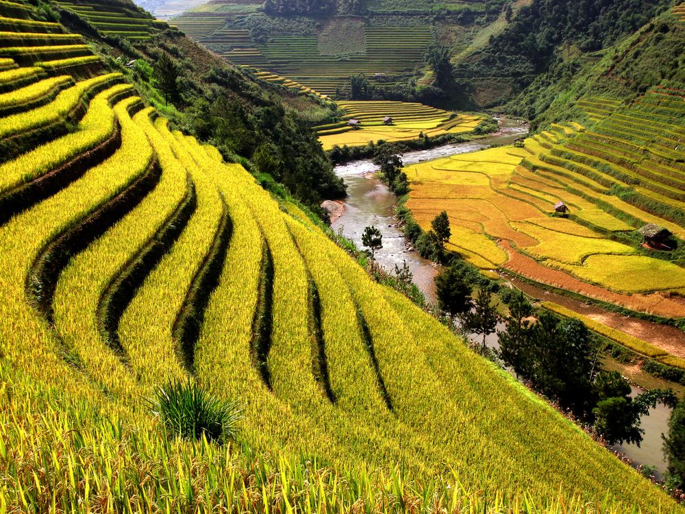 Terraços de arroz no sudeste asiático